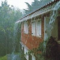 jardi-figueres-amb-aigua-de-pluja